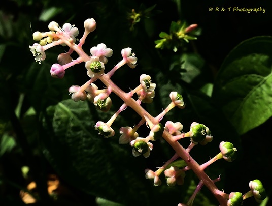 {Phytolacca americana}